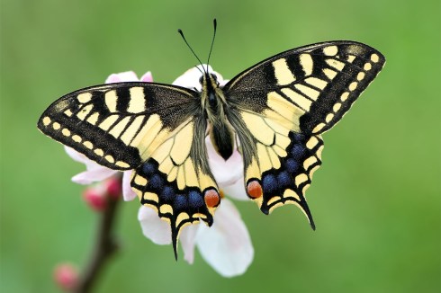 Mariposa-Papilio